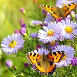 Meet your Posher, Rita